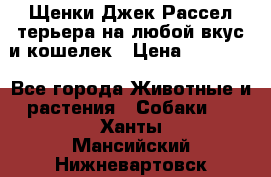 Щенки Джек Рассел терьера на любой вкус и кошелек › Цена ­ 13 000 - Все города Животные и растения » Собаки   . Ханты-Мансийский,Нижневартовск г.